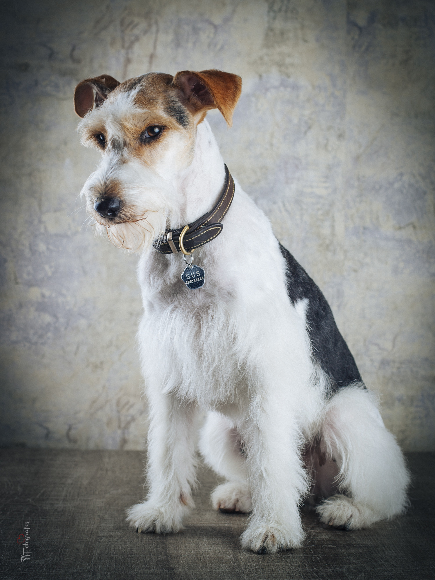 foxterrier