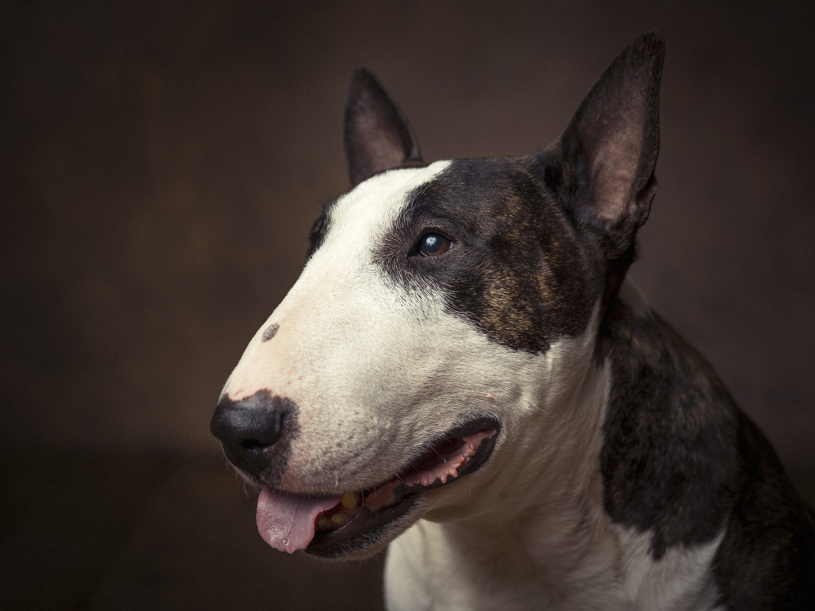 Bull terrier valladolid Fotógrafos Valladolid | Fotógrafos de Boda | Newborn | Fotografía Infantil | Comuniones | Fotomatón | Mascotas - bull-terrier-blanco-atrigrado-en-valladolid.jpg