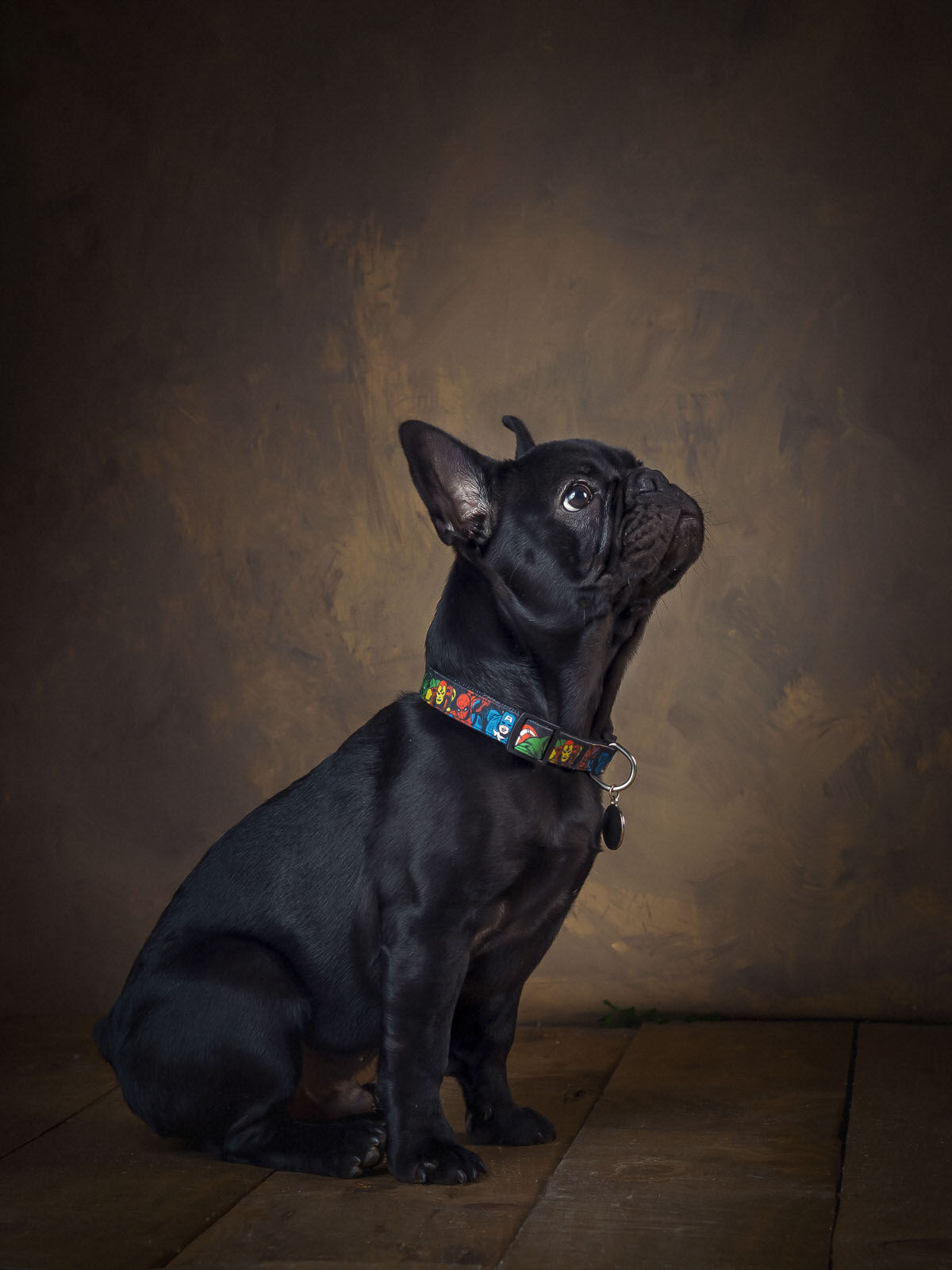 bulldog francés, fotografo de perros Fotógrafos Valladolid | Fotógrafos de Boda | Newborn | Fotografía Infantil | Comuniones | Fotomatón | Mascotas - bulldog-france-s.jpg