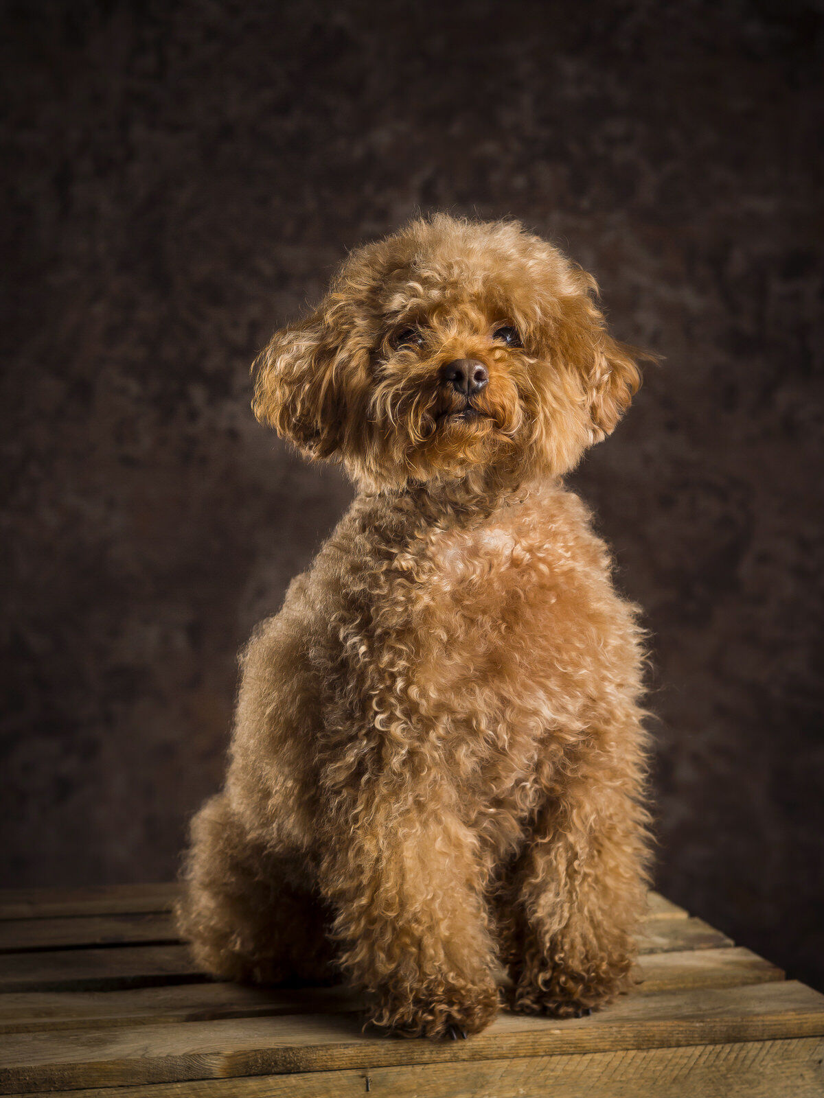 caniche valladolid