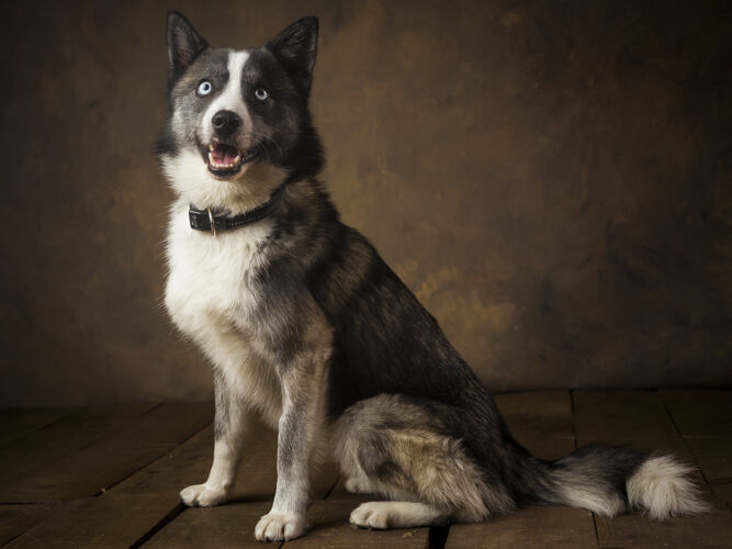 Fotógrafos Valladolid | Fotógrafos de Boda | Newborn | Fotografía Infantil | Comuniones | Fotomatón | Mascotas - cruce-de-husky.jpg
