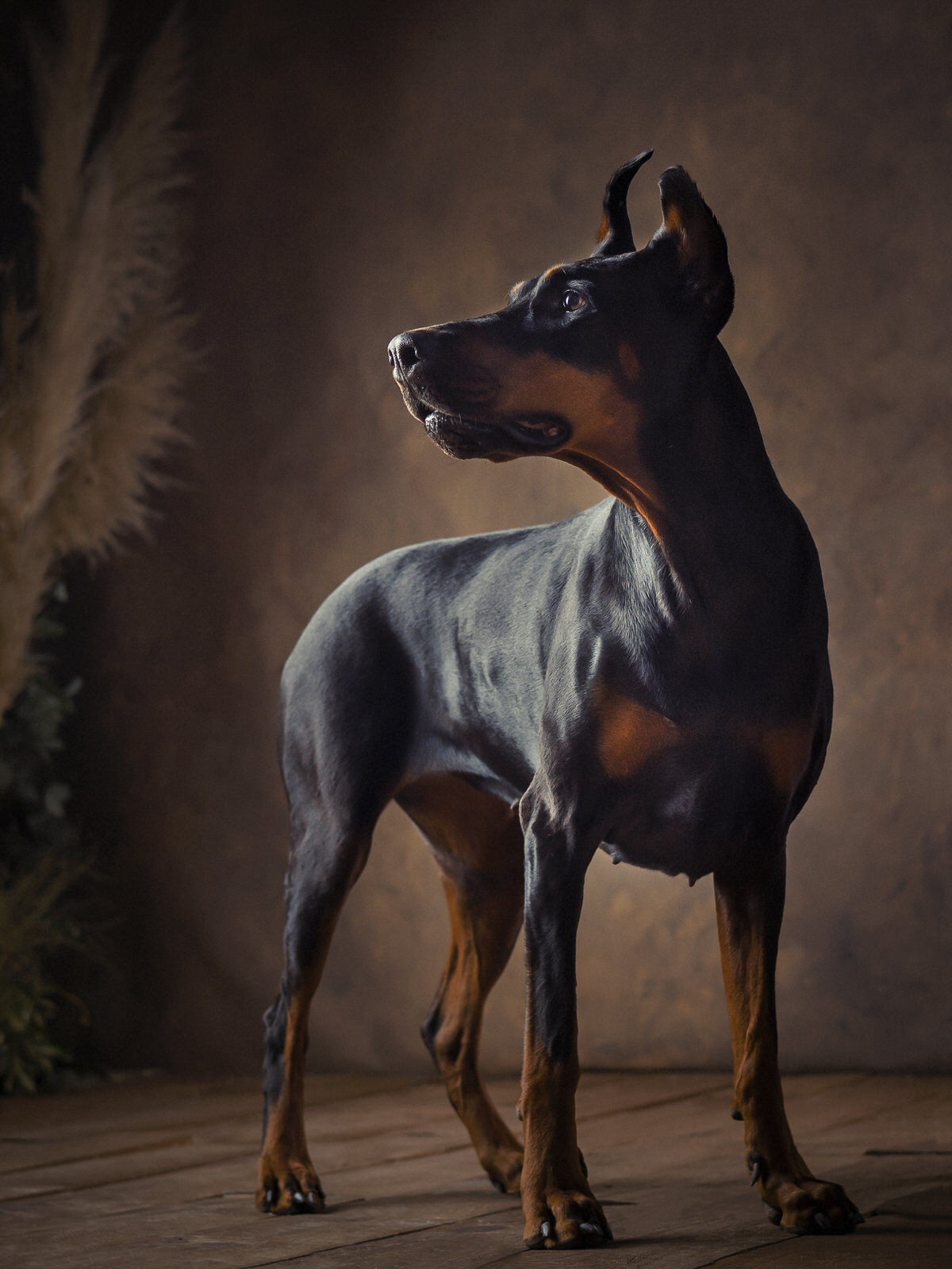 fotógrafos de perros en valladolid Fotógrafos Valladolid | Fotógrafos de Boda | Newborn | Fotografía Infantil | Comuniones | Fotomatón | Mascotas - doberman-valladolid.jpg