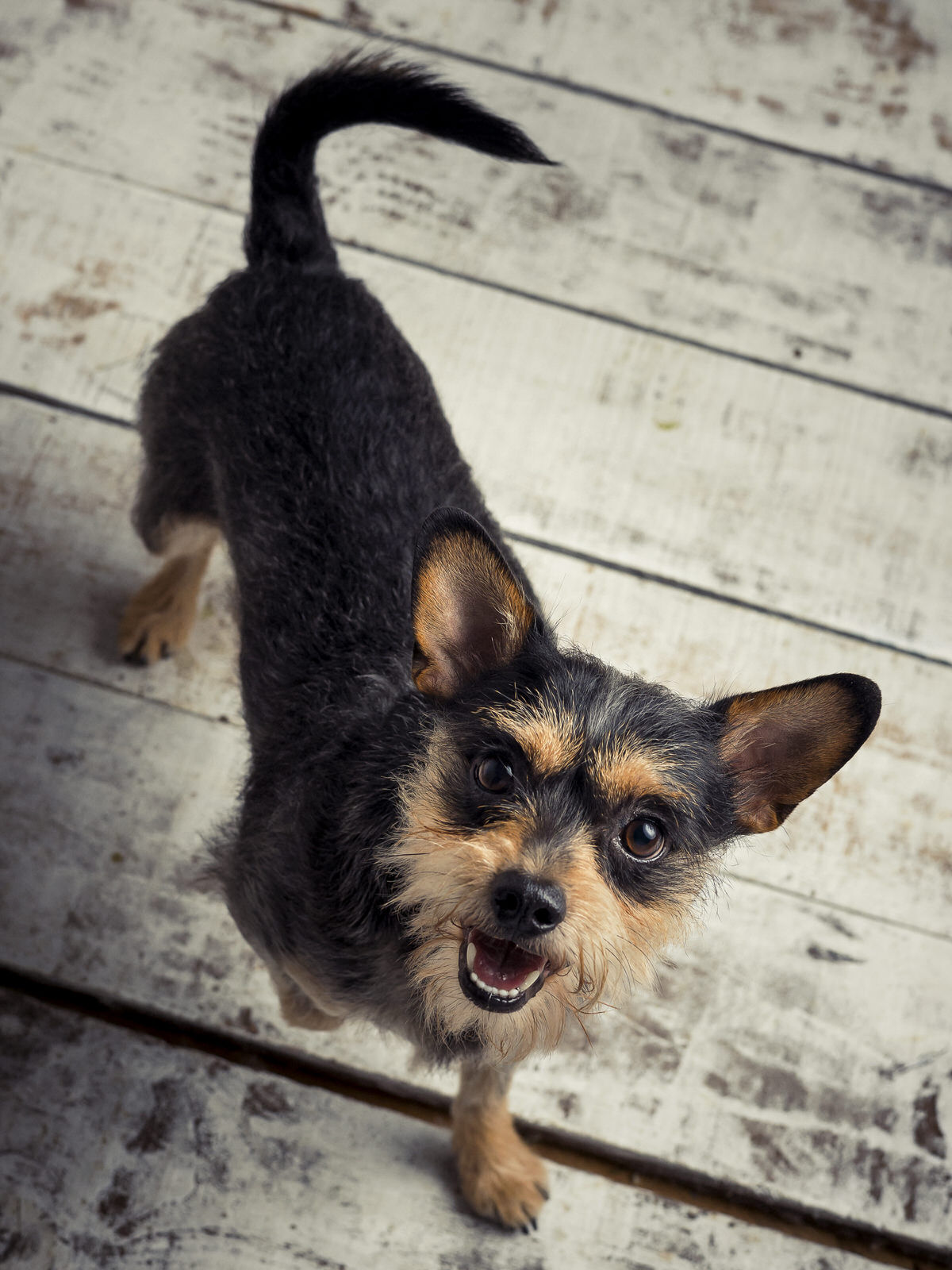perrhijos fotógrafo de perros valladolid