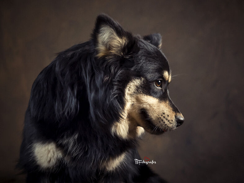 Fotógrafos Valladolid | Fotógrafos de Boda | Newborn | Fotografía Infantil | Comuniones | Fotomatón | Mascotas - fotografodeperros.jpg