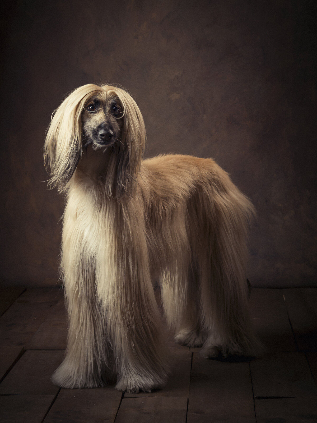 Fotógrafos Valladolid | Fotógrafos de Boda | Newborn | Fotografía Infantil | Comuniones | Fotomatón | Mascotas - fotografos-de-perros.jpg