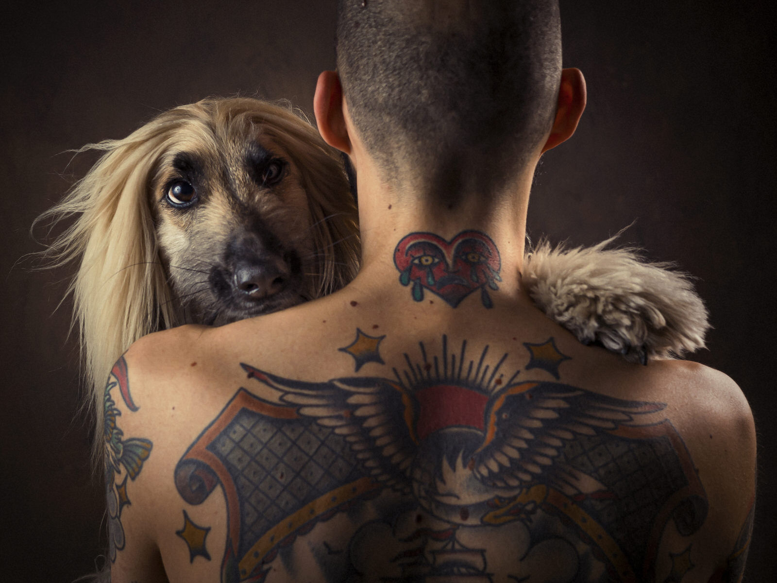Fotógrafos Valladolid | Fotógrafos de Boda | Newborn | Fotografía Infantil | Comuniones | Fotomatón | Mascotas - galgo-afgano-valladolid-1.jpg