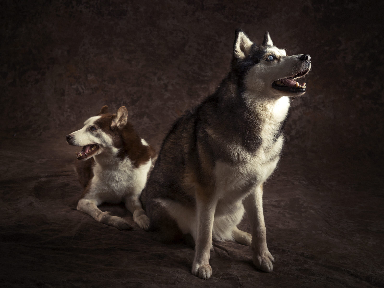 Husky siberiano valladolid Fotógrafos Valladolid | Fotógrafos de Boda | Newborn | Fotografía Infantil | Comuniones | Fotomatón | Mascotas - hasky-siberiano.jpg