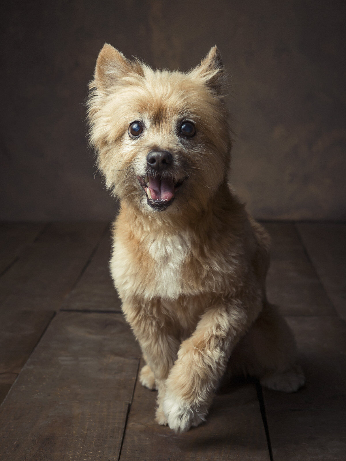 fotografo de perros en valladolid fotos perros